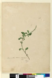 Strana 156. Amaranthus Blitum, c.1803-06 (wc, pero, inkoust a tužka)