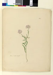 Strana 164. Iberis naturalized, c.1803-06 (wc, pero, inkoust a tužka)