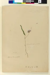 Strana 166. Kennedia monophyllaHardenbergia violacea, c.1803-06 (wc, pero, inkoust a tužka)