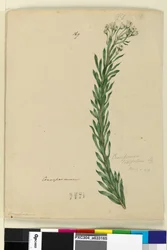 Strana 169. Conospermum taxifolium, c.1803-06 (wc, pero, inkoust a tužka)