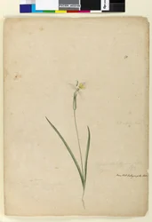 Strana 170. Diplarrhena moraea, c.1803-06 (wc, pero, inkoust a tužka)