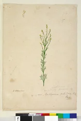 Strana 17. Symphionema paludosum, c.1803-06 (wc, pero, inkoust a tužka)