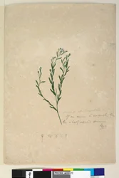 Strana 182. Linum sp ve spojení s augustifolium, c.1803-06 (wc, pero, inkoust a tužka)