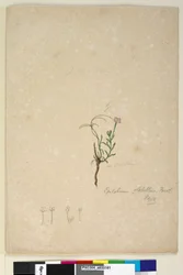Strana 187. Epilobium glabellum, c.1803-06 (wc, pero, inkoust a tužka)