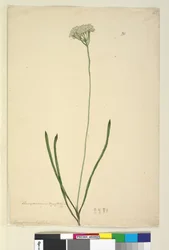 Strana 20. Conospermum longifolium, c.1803-06 (wc, pero, inkoust a tužka)