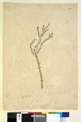 Strana 213. Epacrideae Leucopogon sp., c.1803-06 (wc, pero, inkoust a tužka)