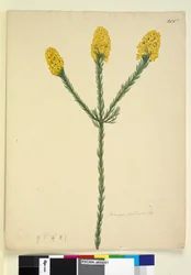 Strana 215. Dillwynia floribunda, c.1803-06 (wc, pero, inkoust a tužka)