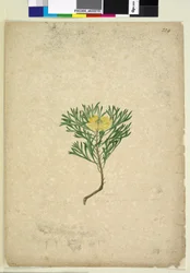 Strana 224. Isopogon anemonifolius, c.1803-06 (wc, pero, inkoust a tužka)