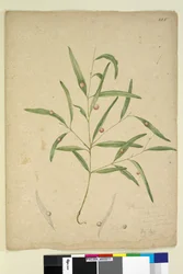 Strana 225. Větev druhu Eucalyptus nesoucí hálky..., kolem 1803-06 (wc, pero, inkoust a tužka)
