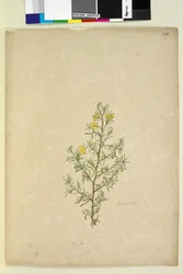 Strana 231. Hibbertia sp, c.1803-06 (wc, pero, inkoust a tužka)