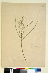 Strana 234. Leptomeria, c.1803-06 (wc, pero, inkoust a tužka)