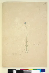 Strana 235. Campanula, c.1803-06 (wc, pero, inkoust a tužka)
