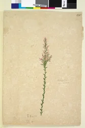 Strana 236. Sprengelia, c.1803-06 (wc, pero, inkoust a tužka)
