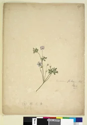 Strana 237. Geranium pilosum, c.1803-06 (wc, pero, inkoust a tužka)