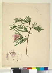 Strana 23. Lambertia formosa, c.1803-06 (wc, pero, inkoust a tužka)