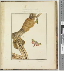 Strana 23 Talíř 6 Xylopsyche Lewinni Hepialus Ligniveren Lewin, 1803-04 (ručně kolorované lepty)