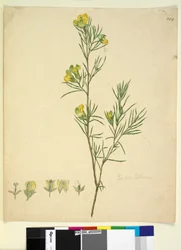 Strana 244. Gompholobium, c.1803-06 (wc, pero, inkoust a tužka)