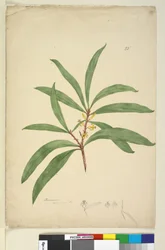Strana 25. Persoonia salicina, c.1803-06 (wc, pero, inkoust a tužka)