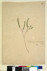 Strana 260. Leucopogon margarodes, c.1803-06 (wc, pero, inkoust a tužka)