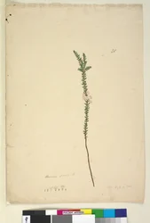Strana 28. Epacris sparsa, c.1803-06 (wc, pero, inkoust a tužka)