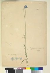 Strana 36. Wahlenbergia gracilis, c.1803-06 (wc, pero, inkoust a tužka)