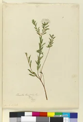 Strana 3. Pimelea linifolia, c.1803-06 (wc, pero, inkoust a tužka)