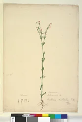 Strana 40. Erythraea australis, c.1803-06 (wc, pero, inkoust a tužka)