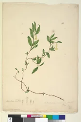 Strana 43. Billardiera scandens, c.1803-06 (wc, pero, inkoust a tužka)