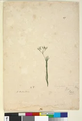 Strana 49. Trachymene linearis, c.1803-06 (wc, pero, inkoust a tužka)