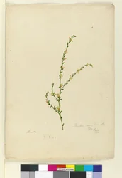 Strana 4. Pimelea curviflora, c.1803-06 (wc, pero, inkoust a tužka)