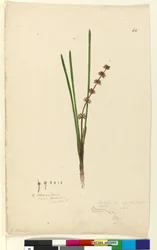 Strana 62. Xerotes Lomandra multiflora, c.1803-06 (wc, pero, inkoust a tužka)