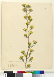 Strana 71. Pultenaea linophylla, c.1803-06 (wc, pero, inkoust a tužka)