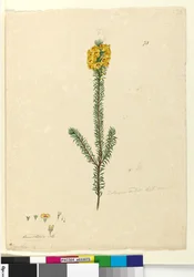Strana 73. Dillwynia rubis?, c.1803-06 (wc, pero, inkoust a tužka)