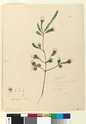 Strana 76. Darwinia fascicularis, c.1803-06 (wc, pero, inkoust a tužka)