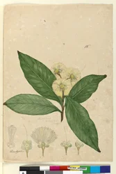 Strana 85. Angophora intermedia, c.1803-06 (wc, pero, inkoust a tužka)