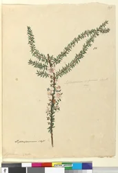 Strana 86. Leptospermum scoparium, c.1803-06 (wc, pero, inkoust a tužka)
