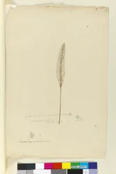 Strana 8. Imperata arundinacea syn. Saccharum cylindricum, c.1803-06 (wc, pero, inkoust a tužka)