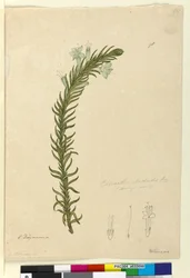 Strana 98. Chloanthes stoechadis, c.1803-06 (wc, pero, inkoust a tužka)