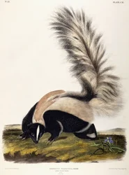 Skunk dlouhoocasý, 1846