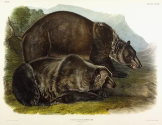 Samec medvěda grizzly, 1848