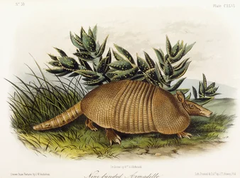 Pásovec devítipásý, 1849-1854
