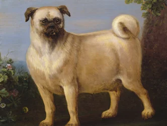 Mops v krajině