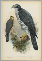 Astur Palumbarius - Goshawk, kreslil J. Wolf, ryl H. C. Richter