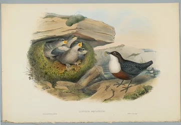 Cinclus Aquaticus - Water Ousel nebo Dipper, vyryl H. C. Richter