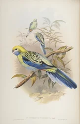 Platycerus cyanogenus, z knihy The Birds of Australia od Johna Goulda, 1840