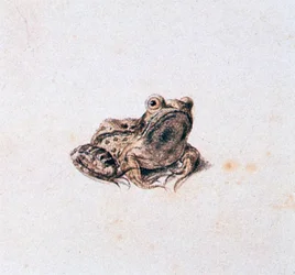 Zelená žába, 16. století