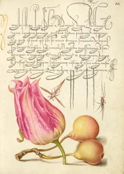 Imaginární hmyz, tulipán, pavouk a hruška obecná