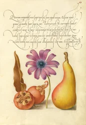 Medlar, Maková sasanka a hruška