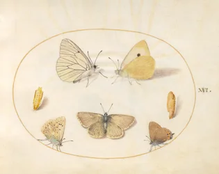 Talíř 16: Černě žilkovaní bílí, obláčkově žlutí, černí vlasoví (?) a Geranium Argus(?) motýli se dvěma chrysalidy