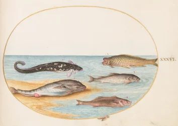 Talíř 36: Pět ryb, včetně kapra (?)